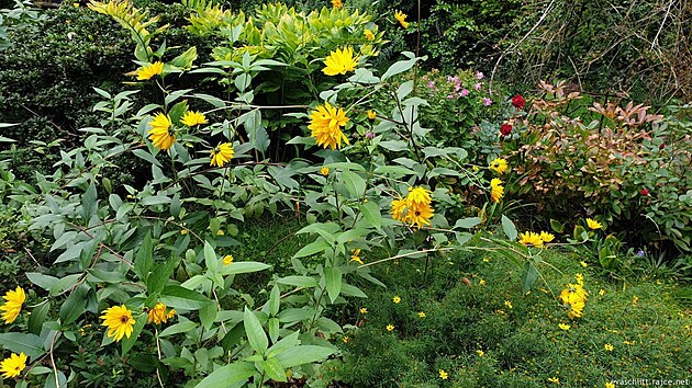 Topinambury v zahrad u domu, Dráany záí 2022