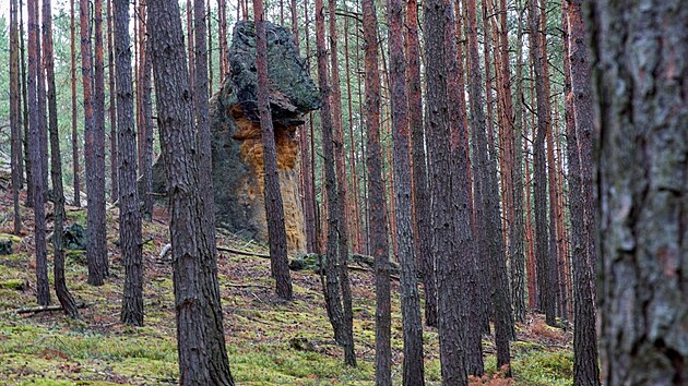 Drak v lese u Hradčan. Yoda, září 2022