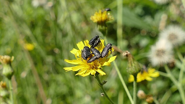 Fotov�let kolem Radostic, �ervenec 2021