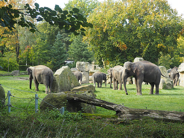 Pra�ská zoo, u slon�, zárí 2022