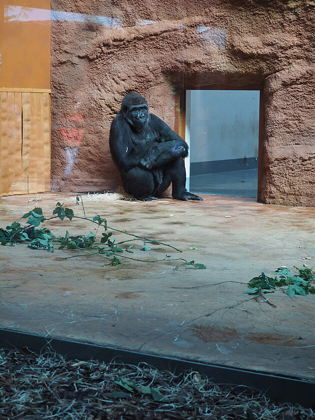 Praská zoo, gorila Duni, záí 2022