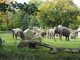 Prask zoo, u slon, zr 2022
