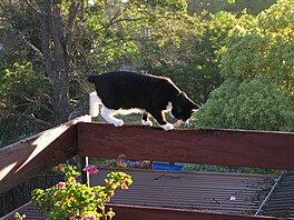 Packa bez ocsku se promenuje po balkon