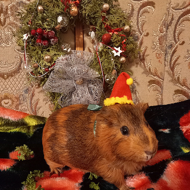 �oky p�edváno�ní