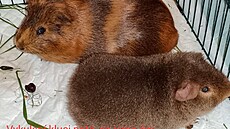 Mor�ata �oky a Krte�ek zkoprn�lí po odklopení dome�ku