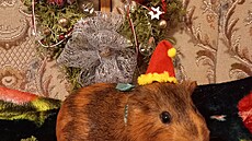 �oky p�edváno�ní