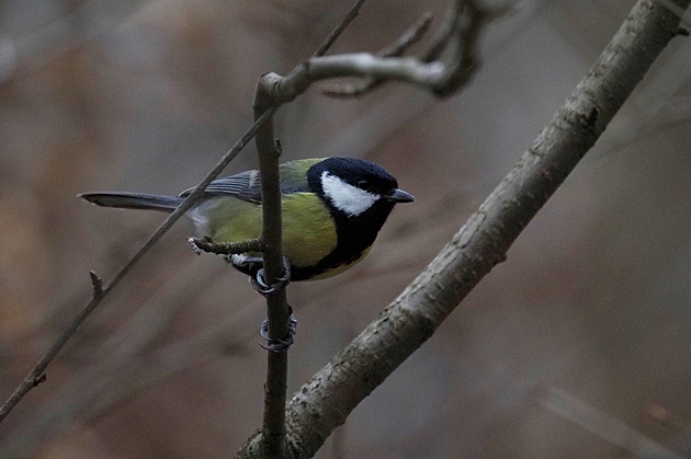 Sýkorka, Klánovice, prosinec 2022