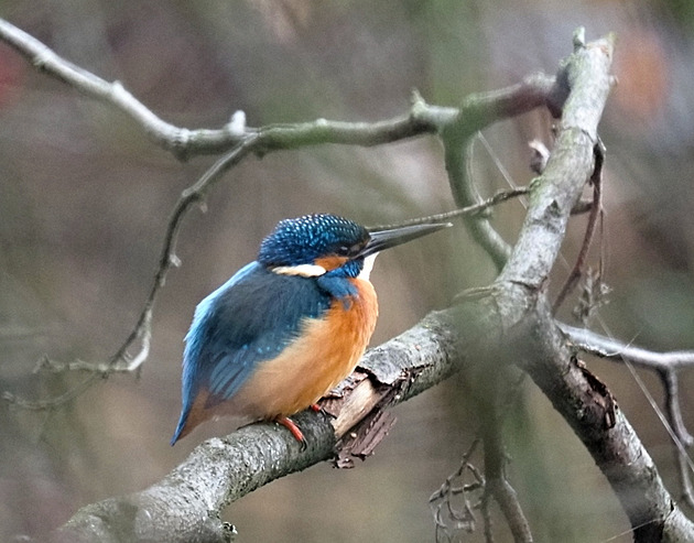 Led�á�ek. Dolní Po�ernice, prosinec 2022