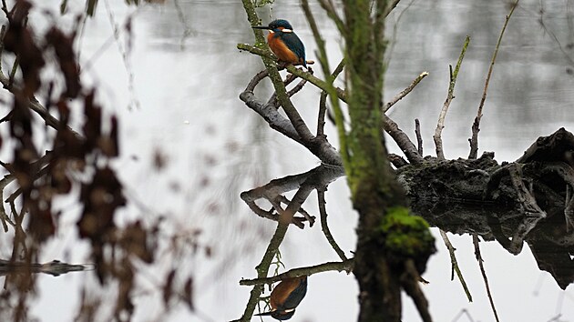 Led���ek. Doln� Po�ernice, prosinec 2022