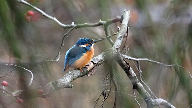 Led���ek. Doln� Po�ernice, prosinec 2022