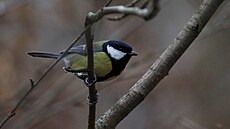 Sýkorka, Klánovice, prosinec 2022