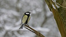 Sýkorka, Dolní Po�ernice, prosinec 2022