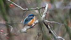 Led�á�ek. Dolní Po�ernice, prosinec 2022