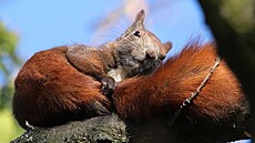 1 - popis pod �lánkem