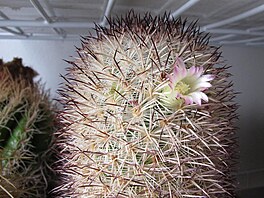 Kvetoucí kaktus, 7. 2. 2023