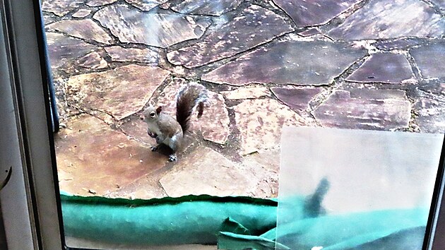 Veverka si p�i�la pro o��ek