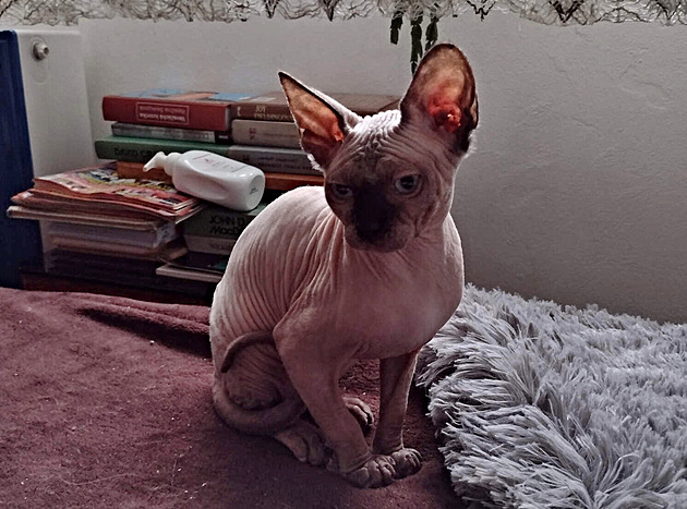 Arwen, kanadský sphynx