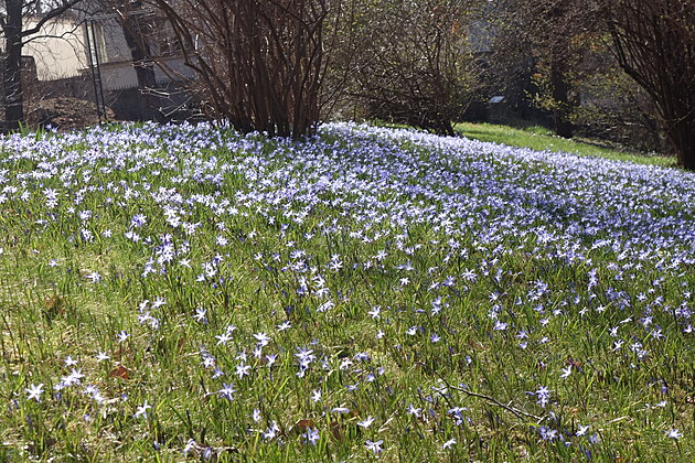 Botanická zahrada, 17. 3. 2023