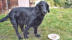 Derry 12 let - narozeninový dort, ano, vím, �e je to nezdravé