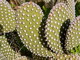Kaktus, Siclie, bezen 2023