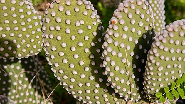 Kaktus, Sicílie, březen 2023