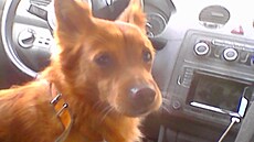 Majky se veze dom�