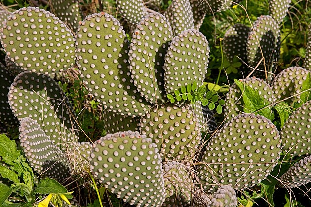 Kaktus. Sicílie, bezen 2023