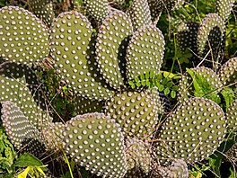 Kaktus. Siclie, bezen 2023