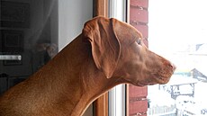 Dante kouká, �e je nasn�eno