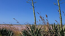 Chystají se kvést. Sicílie, b�ezen 2023