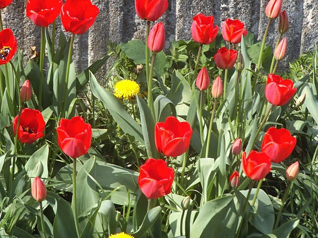 Tulipány. Praha, koncem dubna 2023