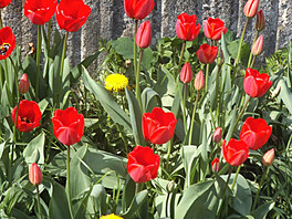 Tulipny. Praha, koncem dubna 2023