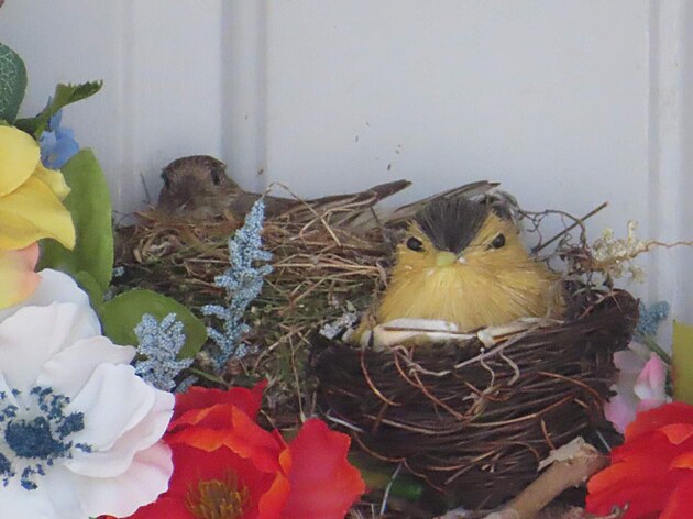 Hýl mexický si udlal hnízdo v ozdobném vnci s umlým ptákem