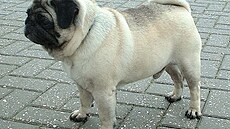 Mops (pug) na výstav� v Birminghamu, 2003