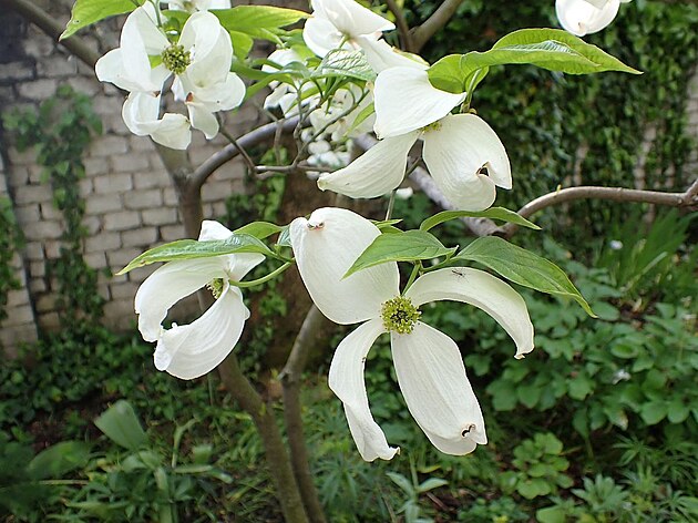 Asi magnolie. Výstava skalniek, Faustv dm, Praha, 2023