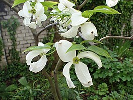 Asi magnolie. Vstava skalniek, Faustv dm, Praha, 2023
