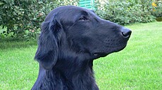 Derry - portrét. Flat coated retrívr.
