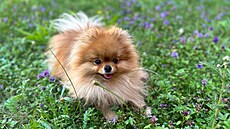 Z Buchty vyrostla krásná sle�na