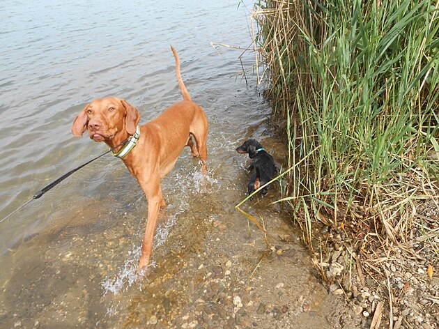 Dante a Čárlík, vodní psi