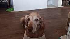 Bubi se hojí po operaci