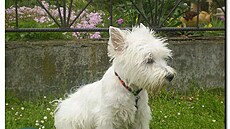 Quicks má za sebou první trimování