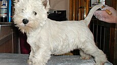 Správn� upravený westík