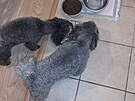 Molly a Kira, ob� pudlice u misek, ka�dá jiná, by� sestry plnorodé