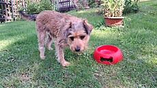 Kess a snídan� v tráv�