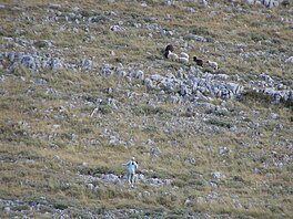 Ovce na ostrvku, Chorvatsko