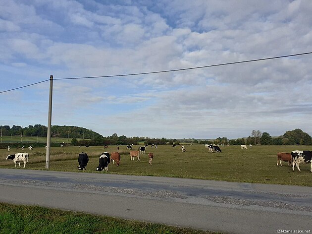 Krávy v Dobíkov (za zády máme tra).