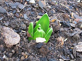 Hyacint. Nov rok 2024, Modany