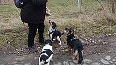 Zleva Milu�ka, Emi�ka, Rubby. Prosincové ven�ení 2023.