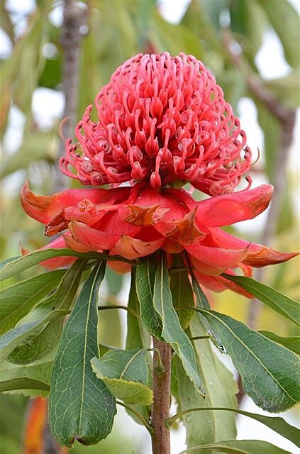 Waratah 1