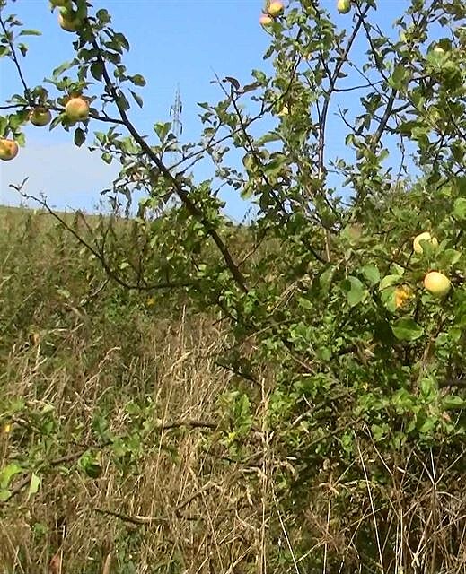 Z vtí ásti oesaná jablo lesní